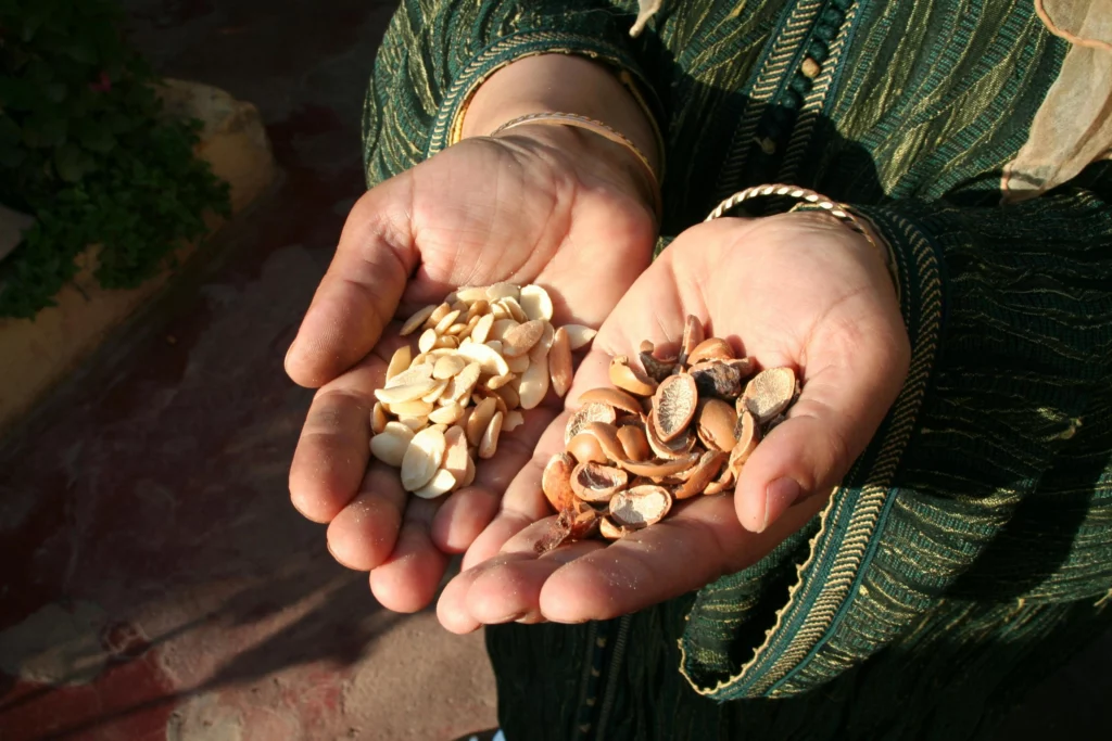 Raw argan kernels and seeds, the foundation of high-quality wholesale argan oil for beauty and skincare manufacturers.